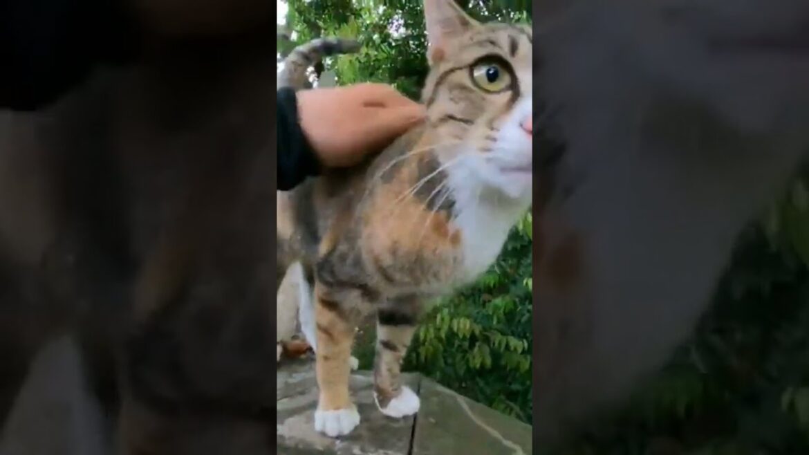 【cat】階段の手すりを滑り降りる三毛猫w