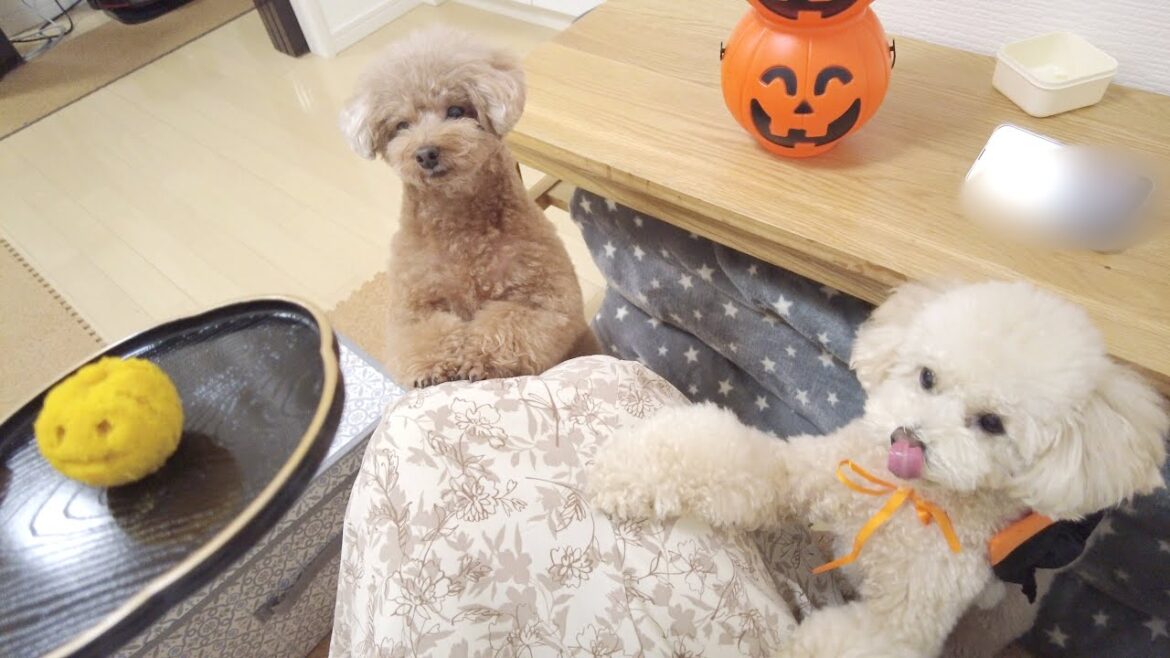 愛犬たちとの我が家のハロウィンはこんな感じでした♪