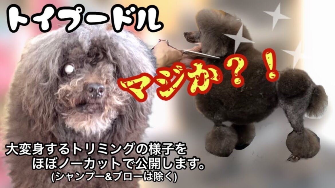 こんなに変わる？！汚犬からショーカット風に大変身♪コンチネンタルクリップのペットスタイルです♪