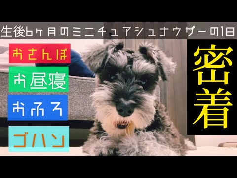 【1日密着】生後6ヶ月!子犬のミニチュアシュナウザーの1日 【1日密着】生後6ヶ月!子犬のミニチュアシュナウザーの1日