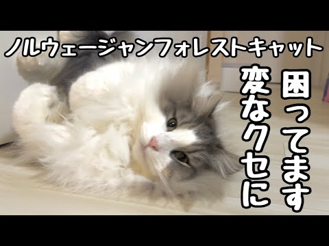 【ノルウェージャンフォレストキャット】おやつ欲しさに色々仕掛けてくる猫に困っています💦 【ノルウェージャンフォレストキャット】おやつ欲しさに色々仕掛けてくる猫に困っています💦