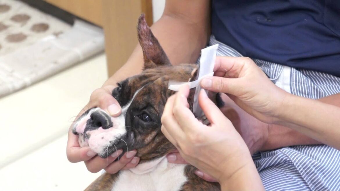 ボクサー犬の断耳後の耳張りその2　静岡県浜松市