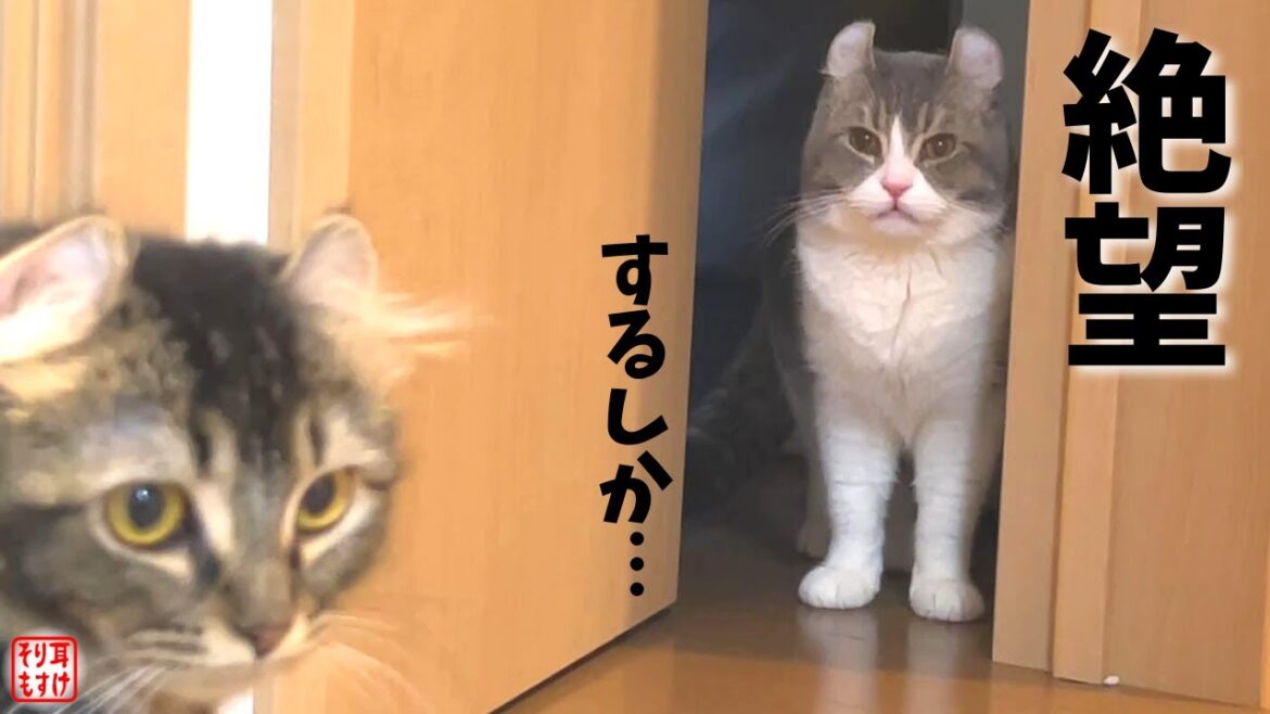 浮気する彼女を目撃してしまった猫のまさかの行動がおもしろすぎる…【修羅場】 浮気する彼女を目撃してしまった猫のまさかの行動がおもしろすぎる…【修羅場】