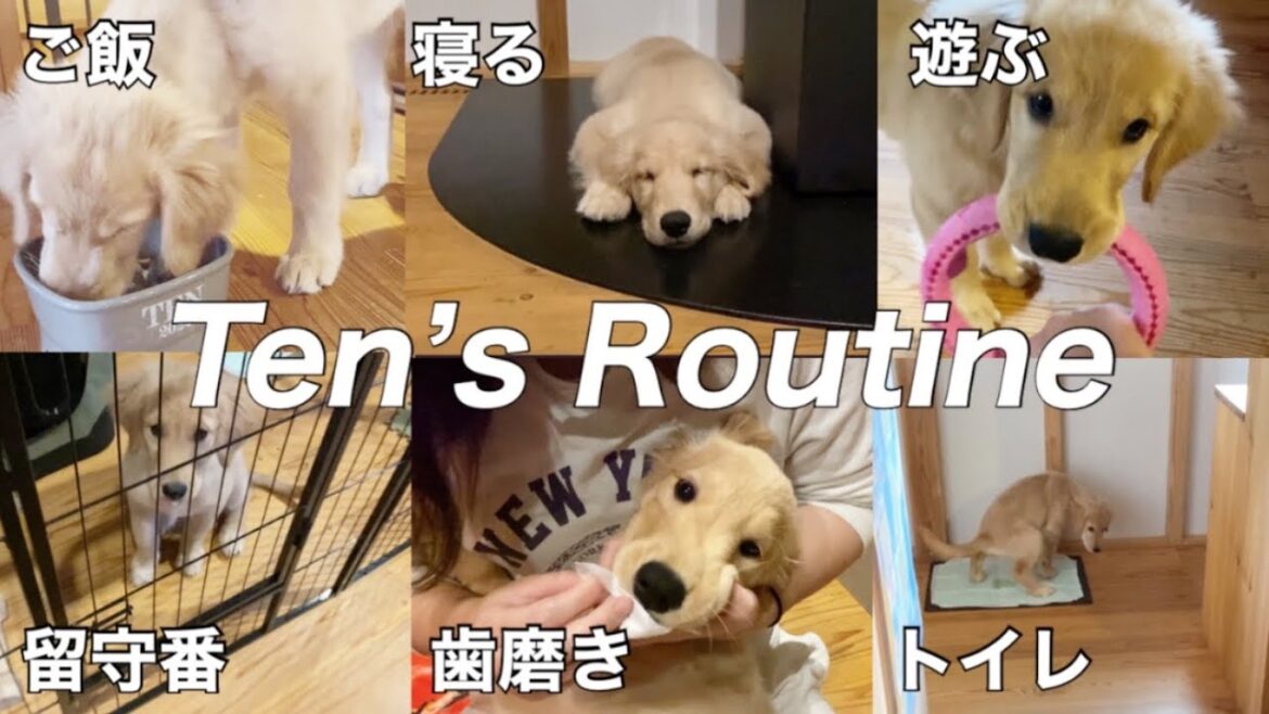 【ルーティン#1】生後2ヶ月半ゴルパピのリアルな1日。