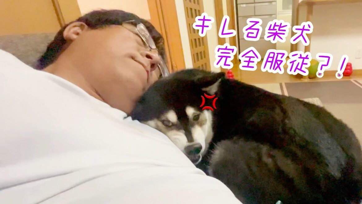 キレる柴犬を完全服従？！子供みたいに喧嘩する柴犬とおとーさん