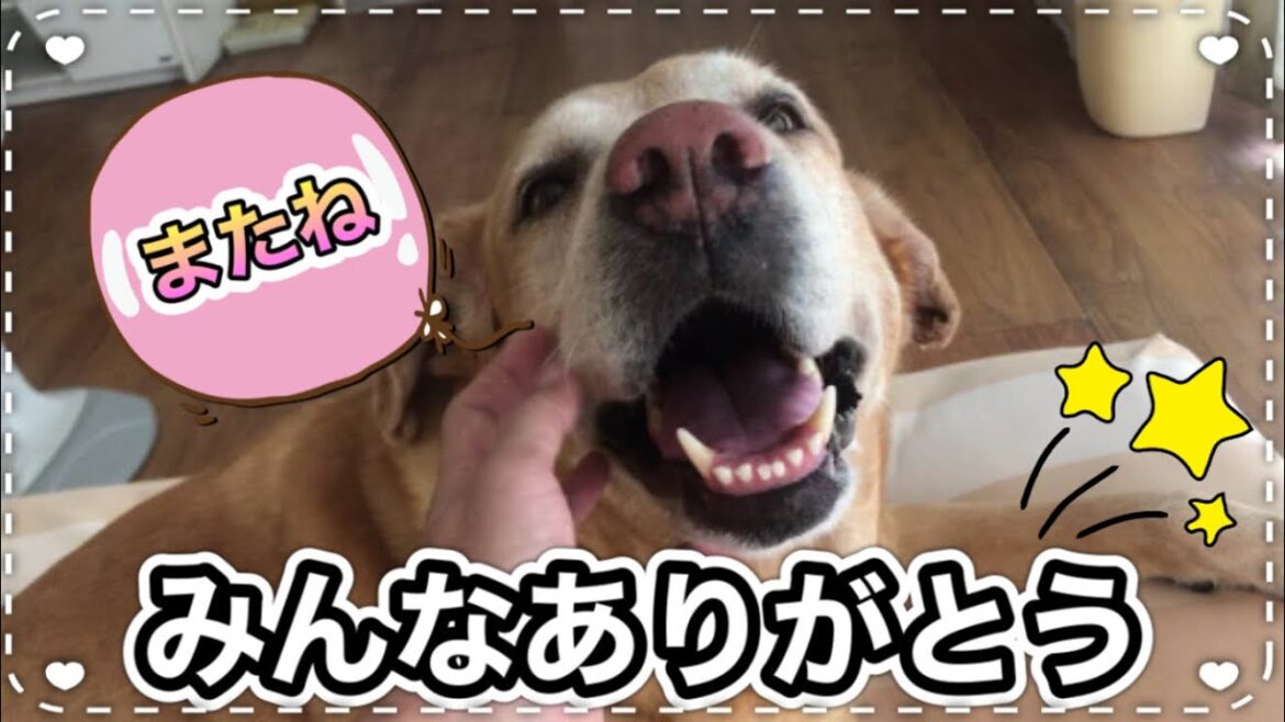 きなさん、いっぱいの幸せをありがとう、またね...【やっぱりラブラドールレトリバーLabrador 】