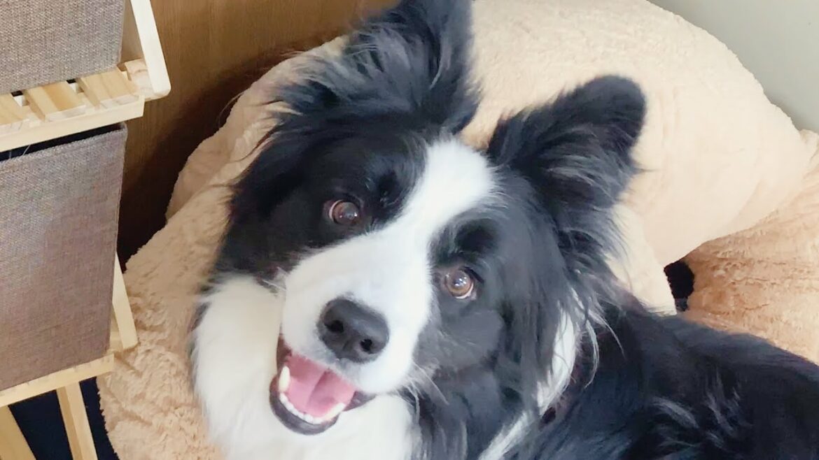 ５才児並のIQがある犬はこれくらい意思疎通できます