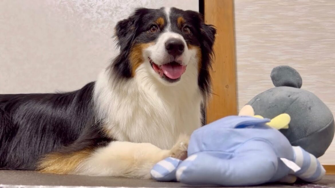 赤ちゃんのオモチャを盗み、飼い主の反応を楽しむオーストラリアンシェパード