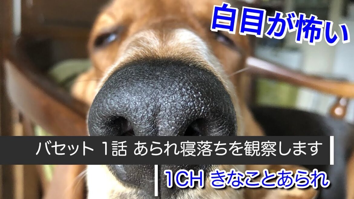 バセットハウンド 1話 あられ寝落ちを観察します