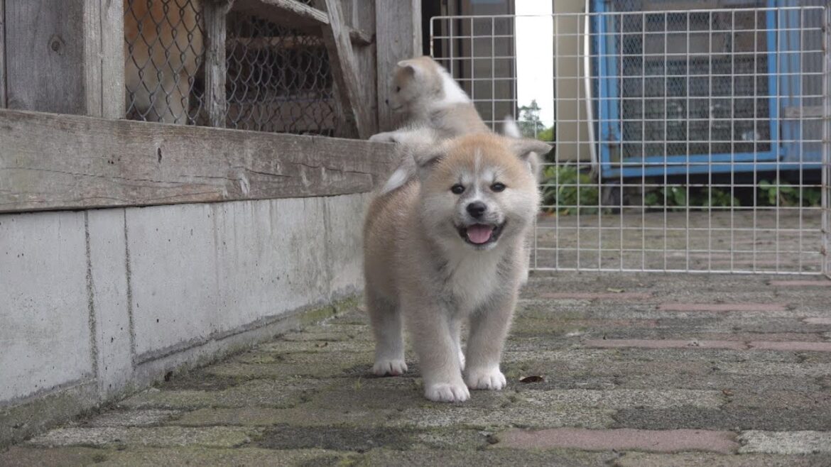 じいちゃんの秋田犬【子育て編】＃7　家族と暮らすゆったりとした日常