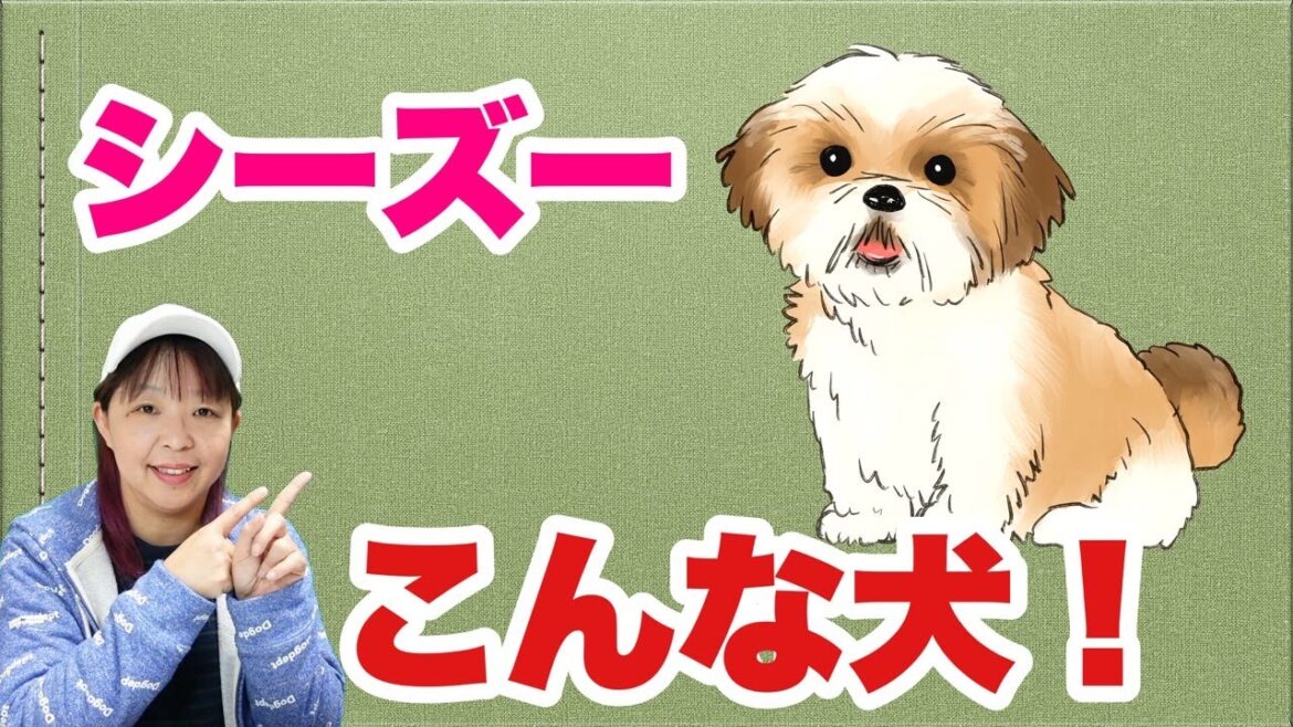 シーズーってこんな犬! ドッグトレーナーが独断と偏見も交えて解説します【犬種解説】 シーズーってこんな犬! ドッグトレーナーが独断と偏見も交えて解説します【犬種解説】