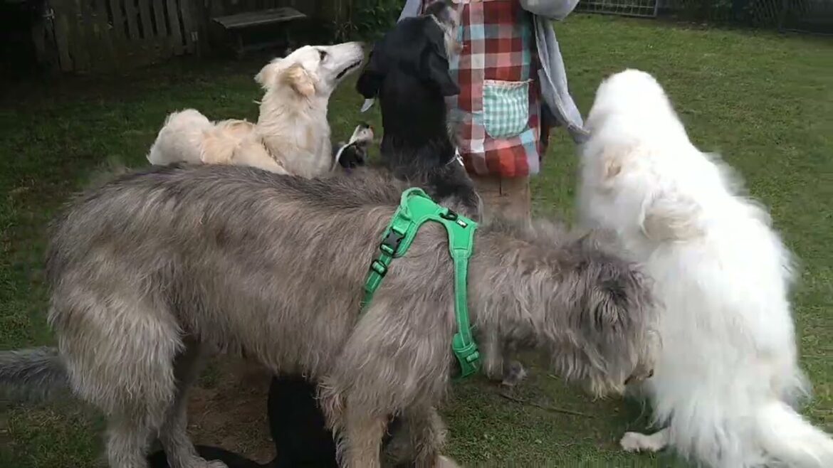 Borzoi and Irish wolfhound  spent a fine Sunday with our friends.