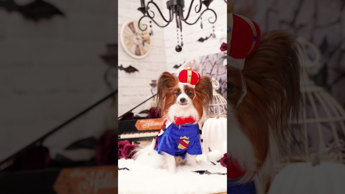 Happy Halloween🎃 #shorts Happy Halloween🎃 #shorts