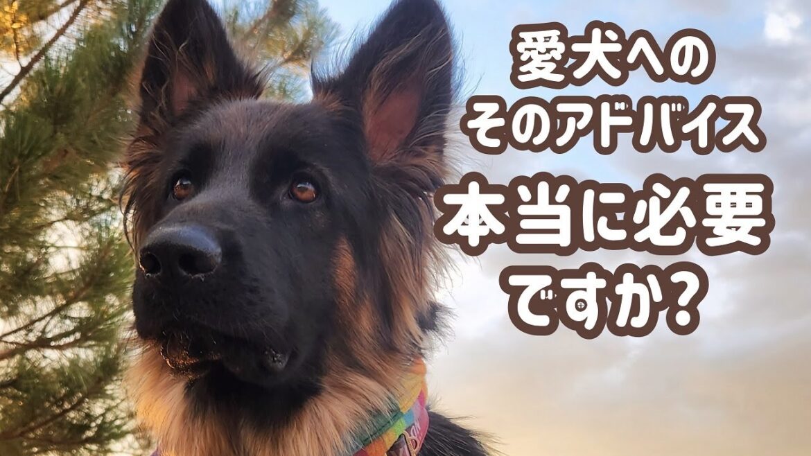 【ジャーマンシェパード】真に受けなくて良かった、愛犬についての他人からのアドバイス！