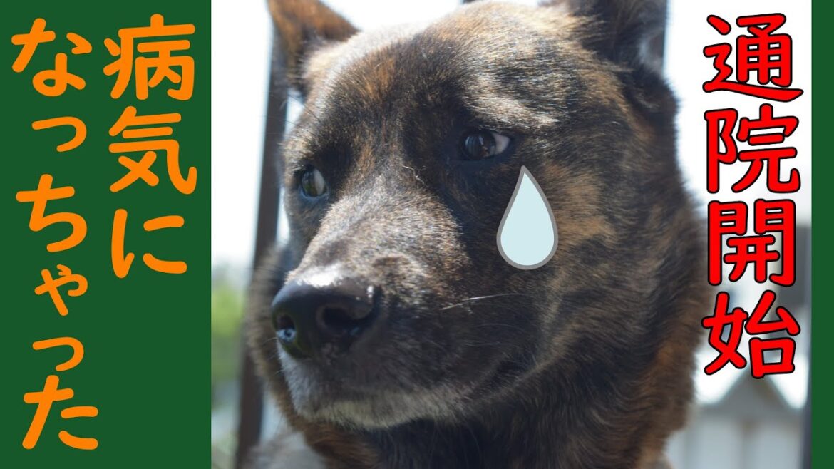 甲斐犬ハルヱが病気になりました＝！【甲斐犬・柴犬】