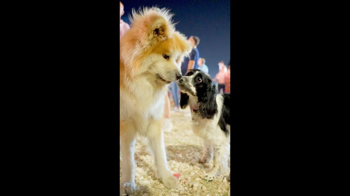 Akita Inu and the dogs we met at a rock festival♪Check out the full version in the description.