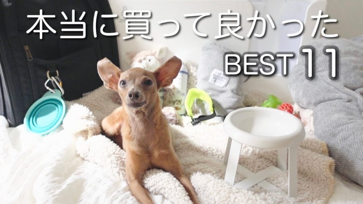 【犬用グッズ／2022】愛する子鹿犬に買って良かったものBEST11【ミニピン／元保護犬】