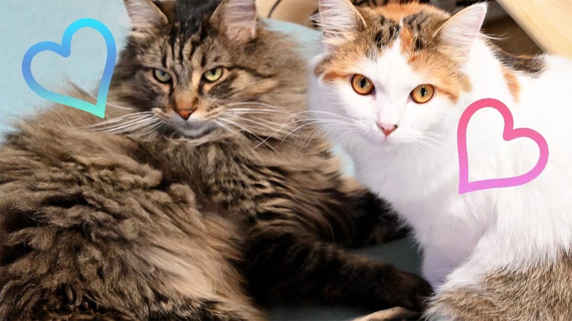 メインクーンが大好きなサイベリアンは猫鍋に入ってみましたがまだちょっと大きいみたいです。寝起きはメインクーンくっつきたい♡