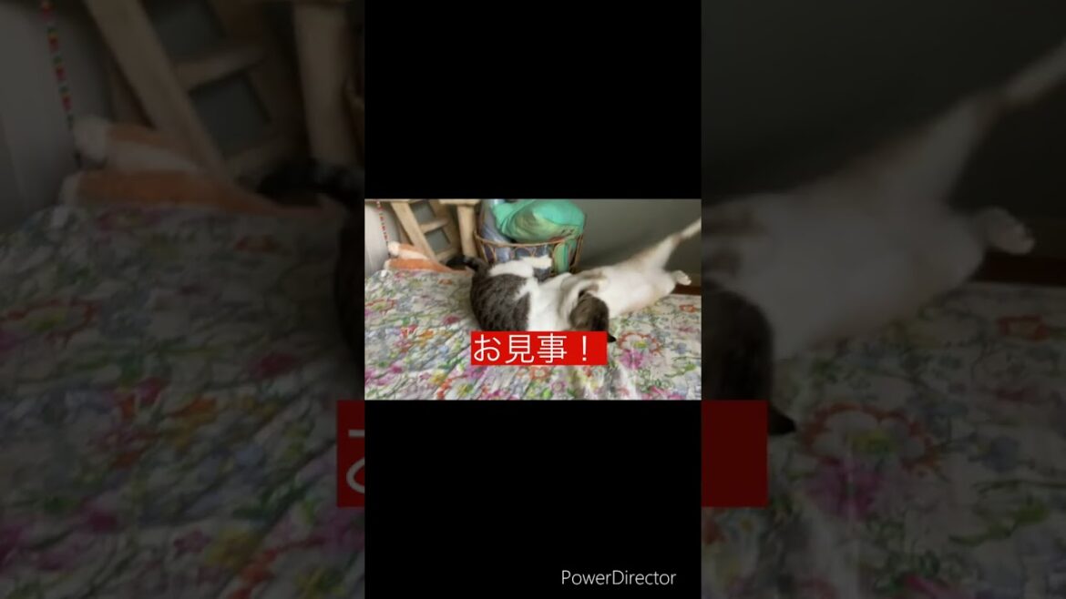 【猫の柔道技】にゃりんピック候補？#shorts #アメリカンカール #シャムミックス