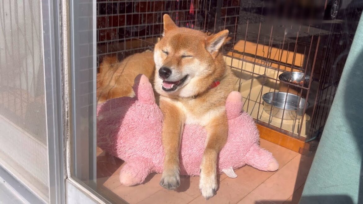 日なたが気持ち良すぎる柴犬のコロ