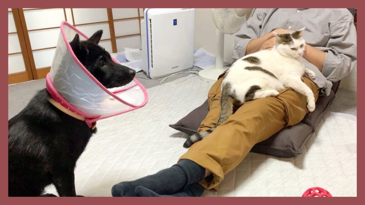 【犬猫多頭飼い】甘えんぼ甲斐犬と猫が飼い主を取り合う様子が可愛すぎる…！