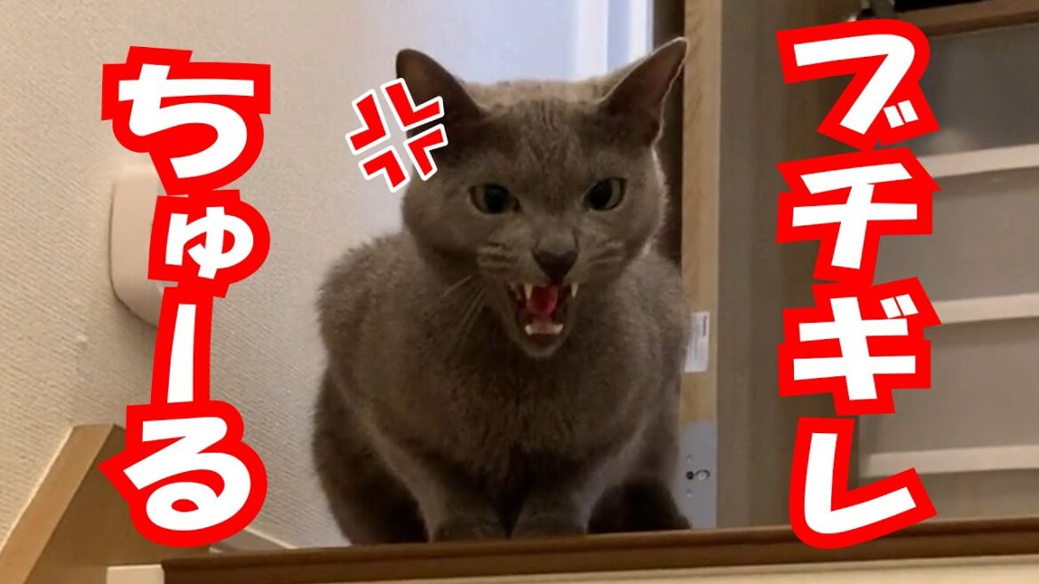【ロシアンブルー】ブチギレ猫 ちゅーるあげた結果…