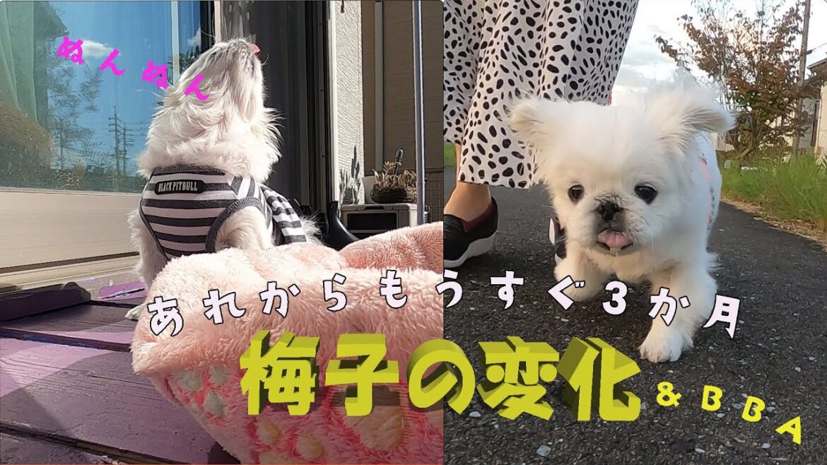 あれからもうすぐ３か月…　梅子の変化とBBAの悩み