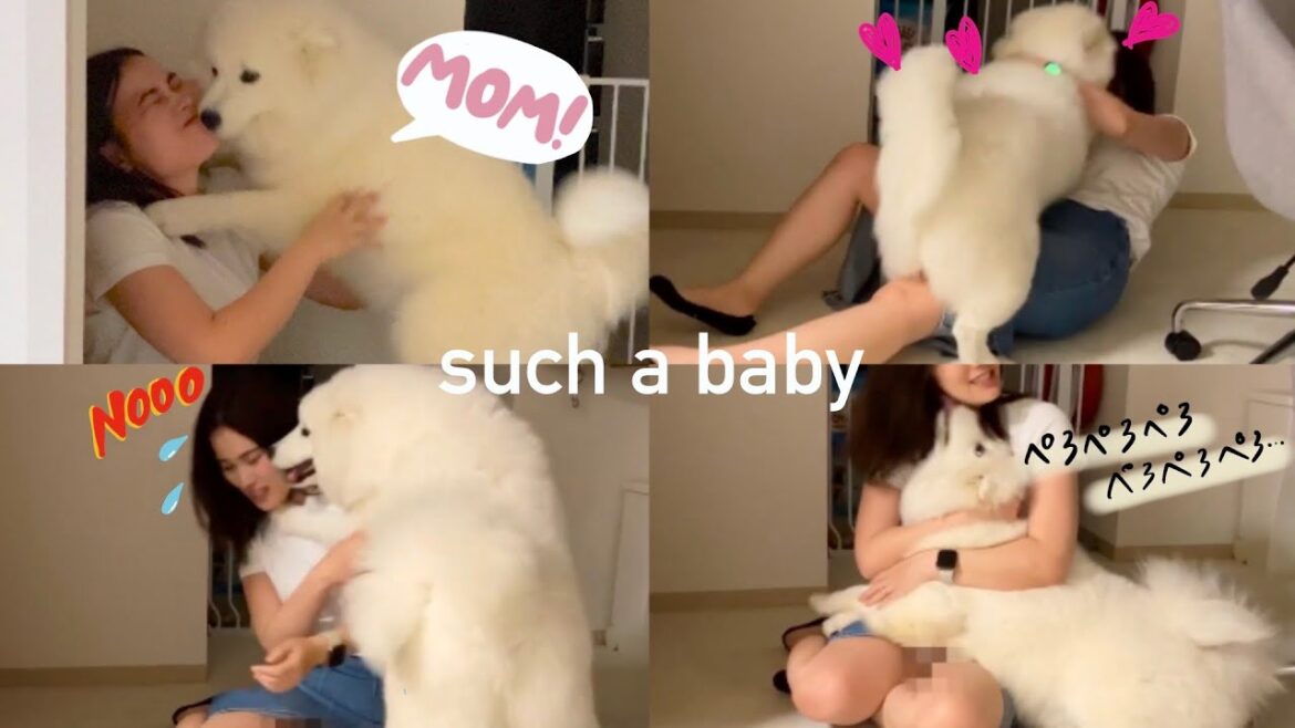 【サモエド】ママが帰宅して大興奮！飼い主を押し倒して甘える子犬【samoyed】