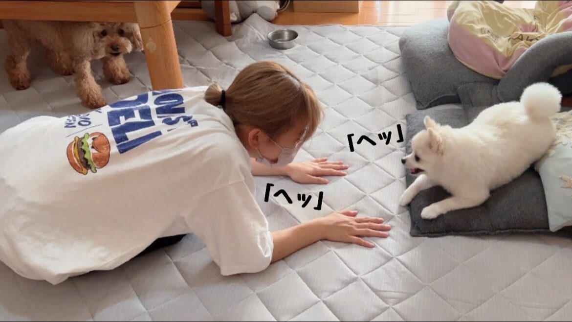 謎の遊びをする妹とポメラニアン、それを見守るトイプードルが面白かった。笑(お盆休み帰省後編)