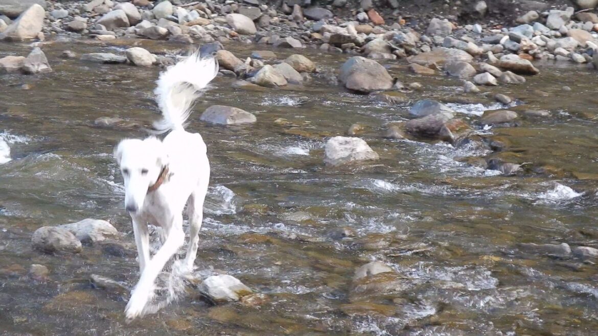 慎重な大人サルーキ♪（Saluki)