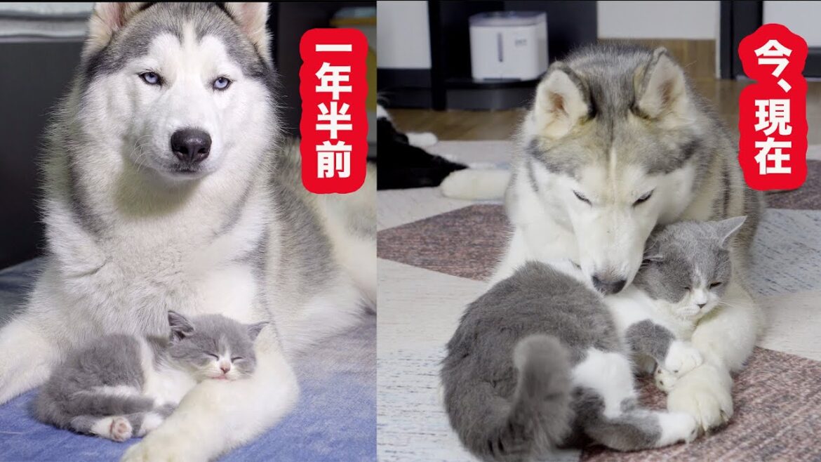 ハスキー犬に育てられた子猫は1年半後にこうなりました