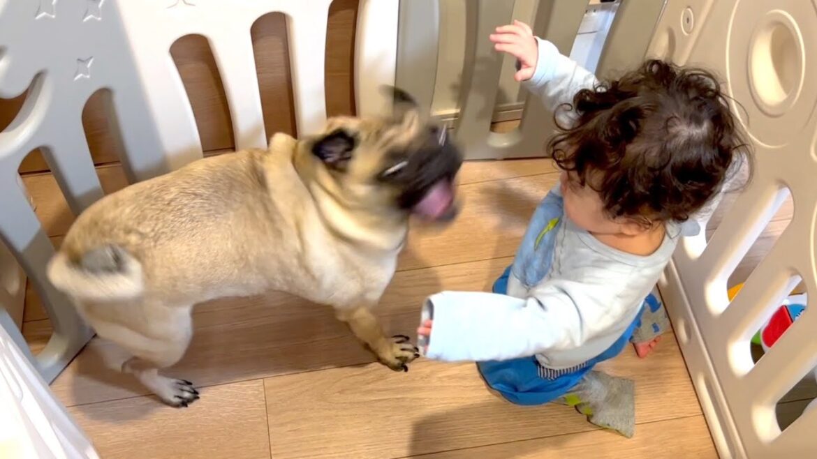 【赤ちゃんと犬】ついにこの時が来ました【パグ2歳】