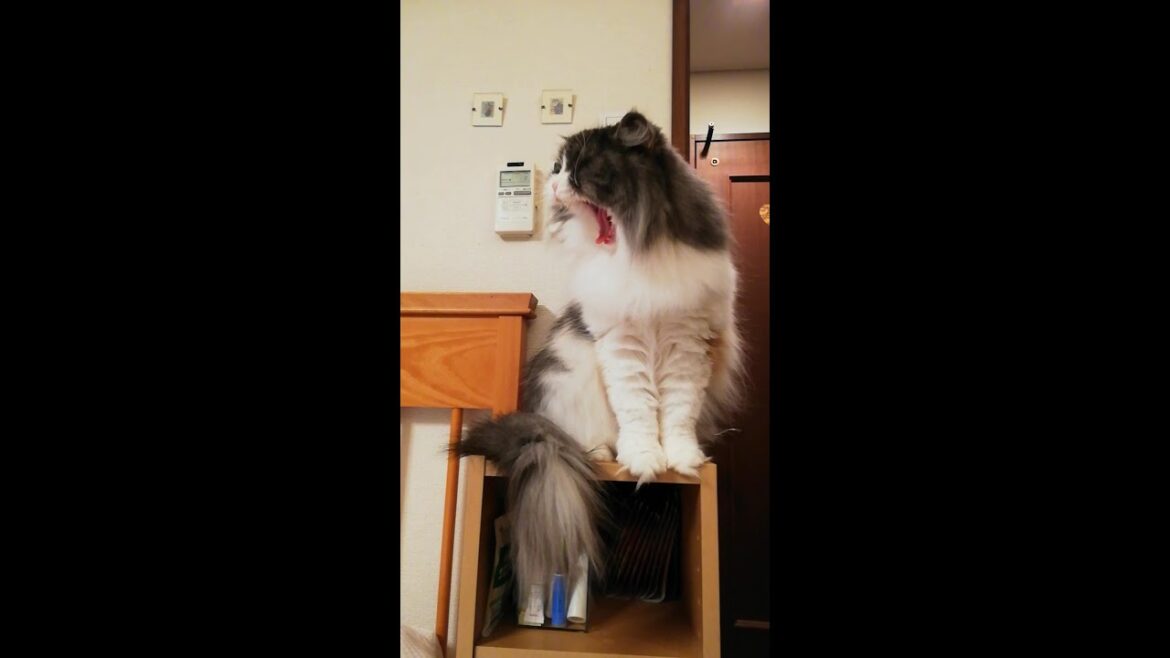 ラガマフィン猫コバンのあくび　夜寝る前の遊びの時間 PART1