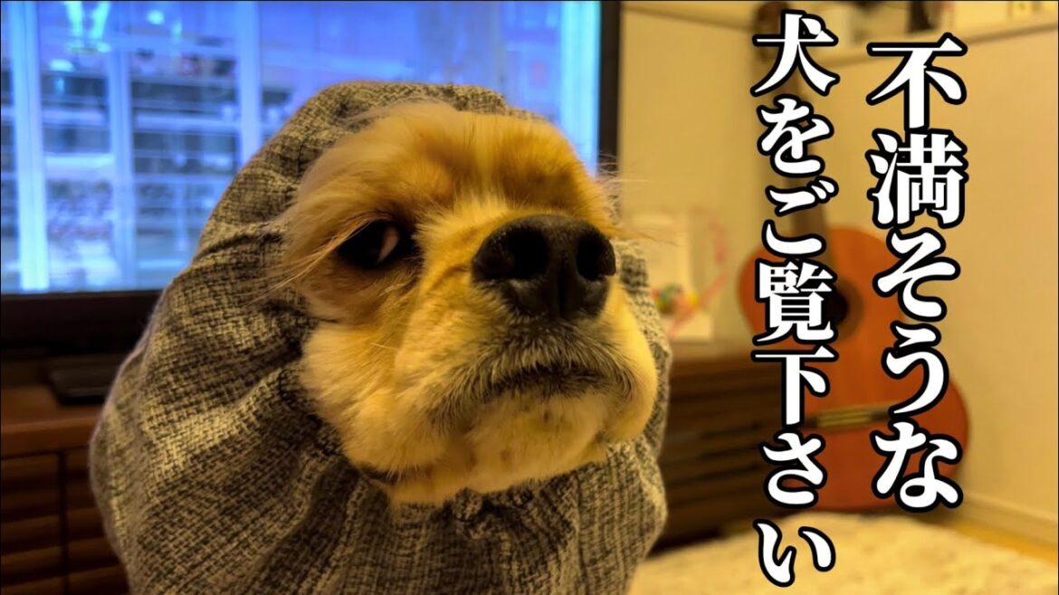 突然固まる犬が面白い