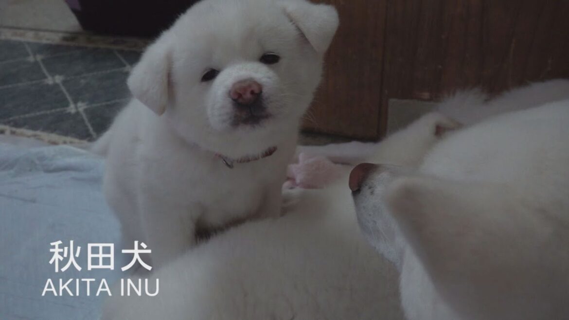 梅子、ママになる。　秋田犬梅子の癒しの日常その4　秋田犬梅子の授乳の巻