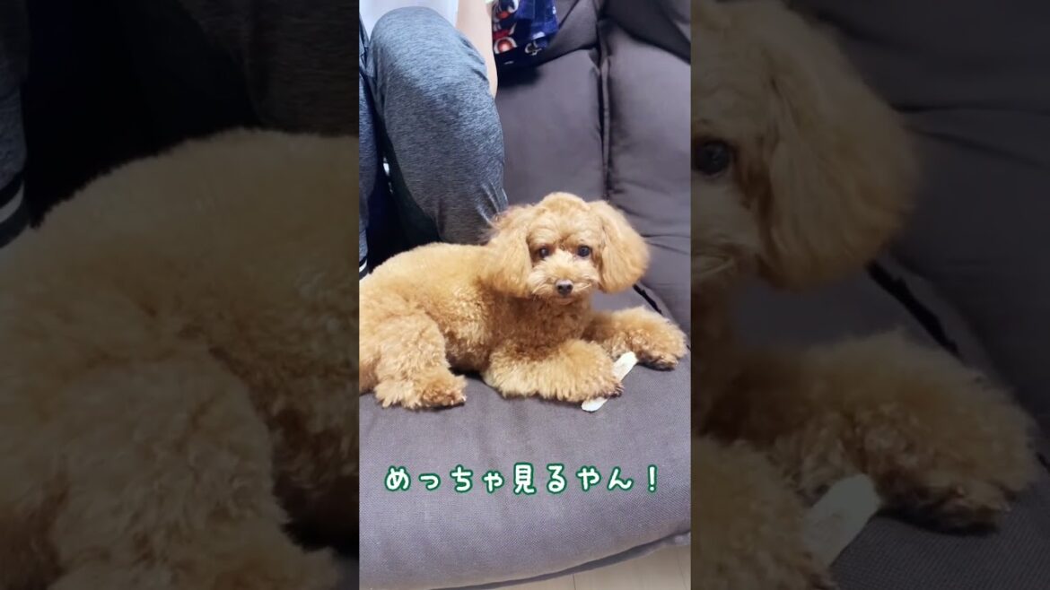 めっちゃ見るやんなトイプードル