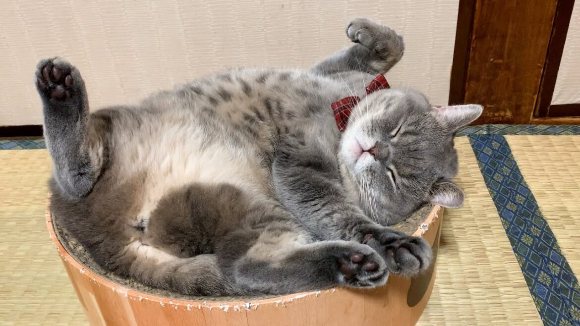 寝方にはとことんこだわるぽっちゃり猫【スコティッシュフォールド】