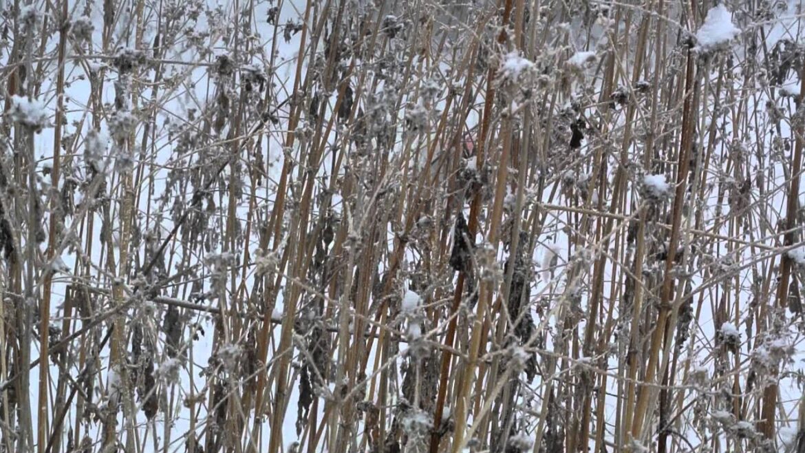 イングリッシュセター　雪の中
