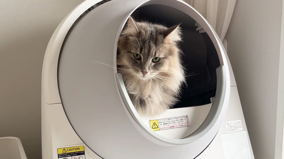 猫の朝のおトイレ事情。ノルウェージャンフォレストキャット
