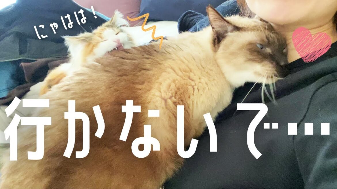 1時間外出しただけで顔にすりすりして甘えまくる元野良の保護猫www【シャム猫/シャムミックス】 1時間外出しただけで顔にすりすりして甘えまくる元野良の保護猫www【シャム猫/シャムミックス】