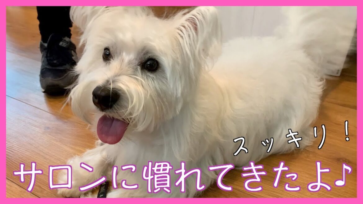 シャンプー！ウエスト・ハイランド・ホワイト・テリア「シシーちゃん」ご来店♪