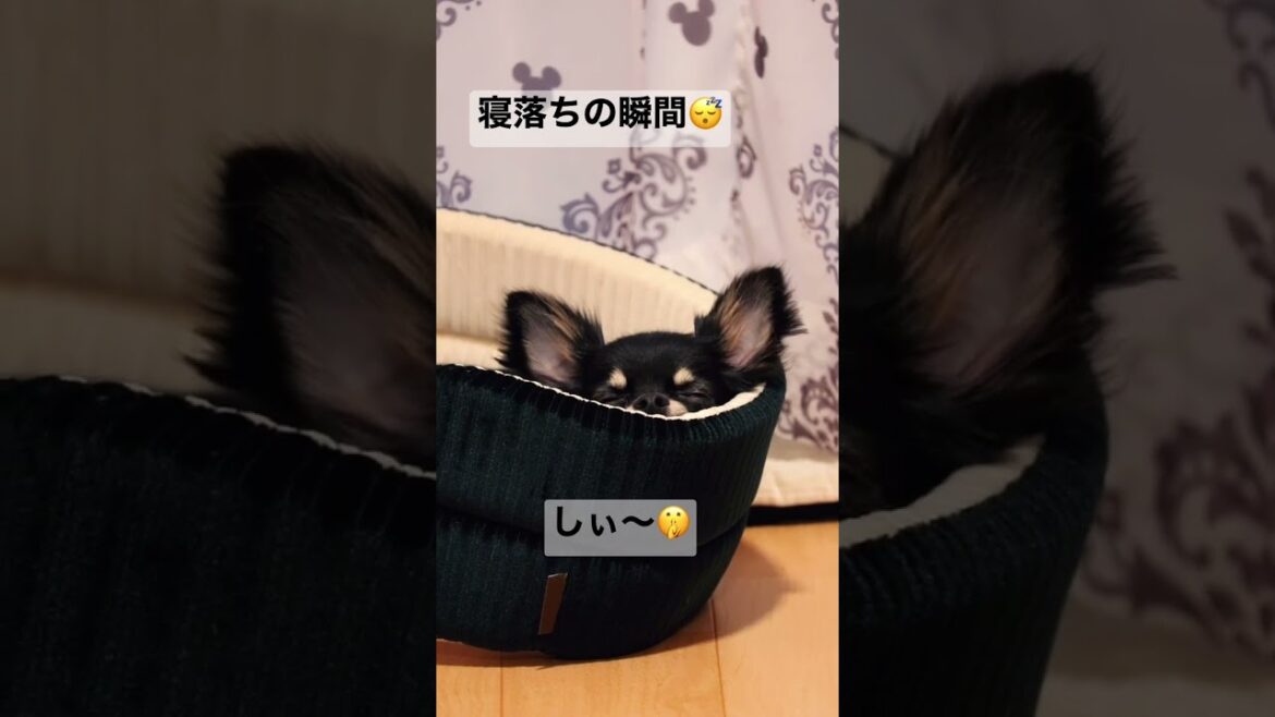 かわいい犬|ロングコートチワワのウルくん【チワワの寝落ちの瞬間が可愛すぎる♥ウトウト～限界だよ…おやすみなさい】