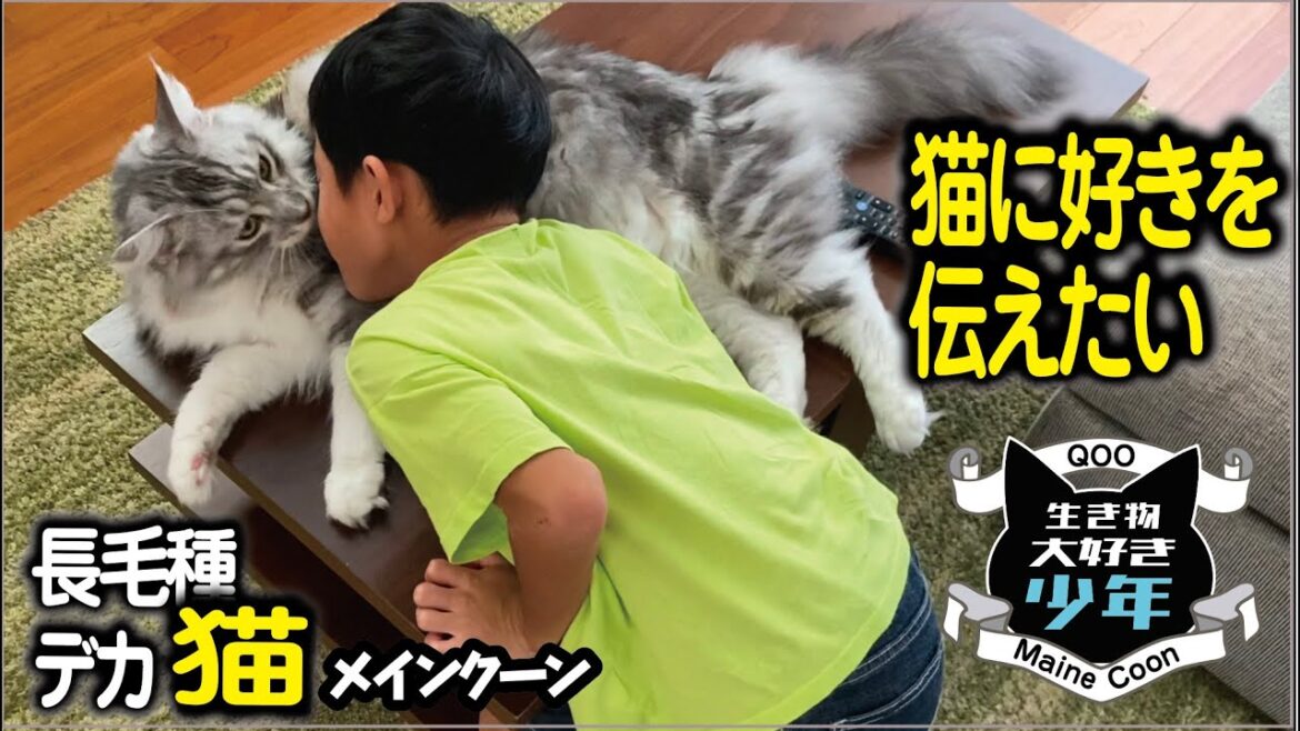 【メインクーン】長毛種の大型猫が好きすぎる子ども 【メインクーン】長毛種の大型猫が好きすぎる子ども
