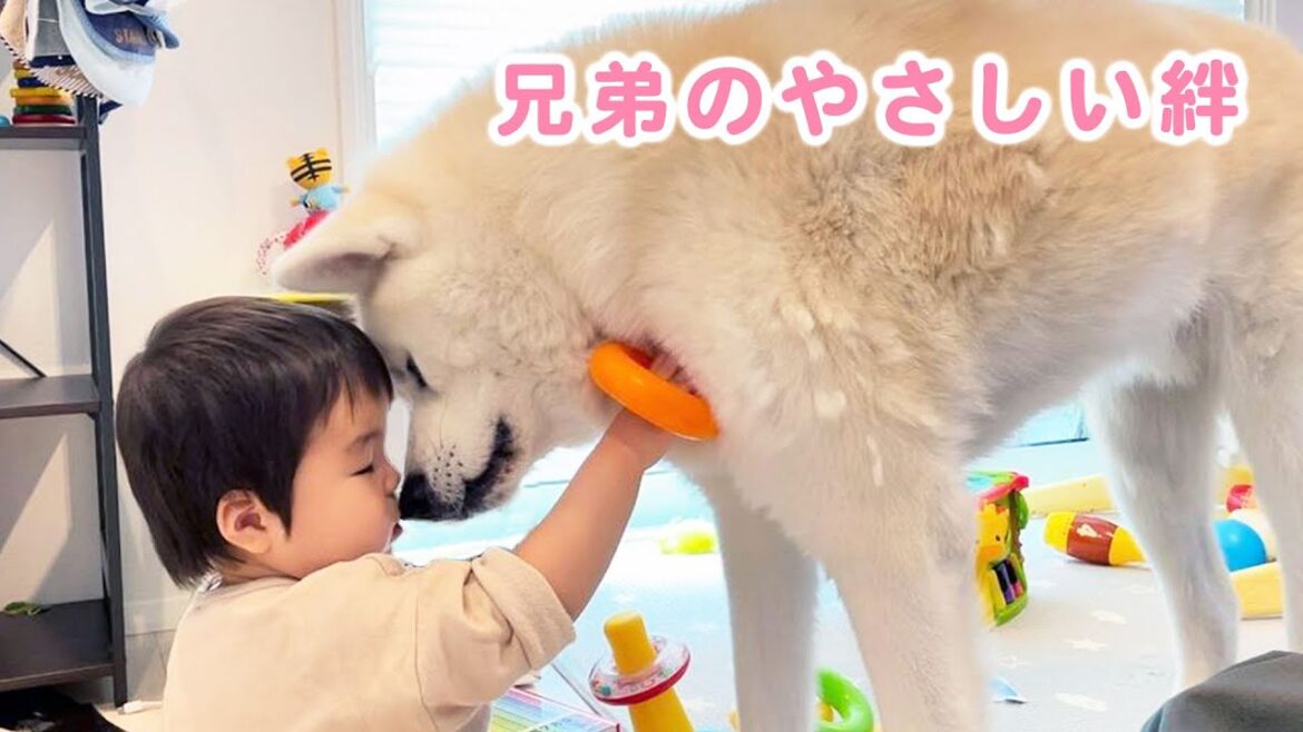 弟くんのことが大好きでたまらない秋田犬のお兄ちゃん♡