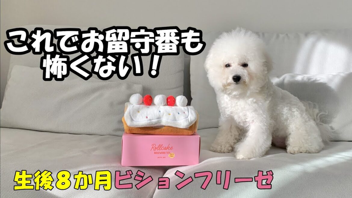 知育おもちゃを買ってみたらめちゃくちゃよかった【ビションフリーゼ】