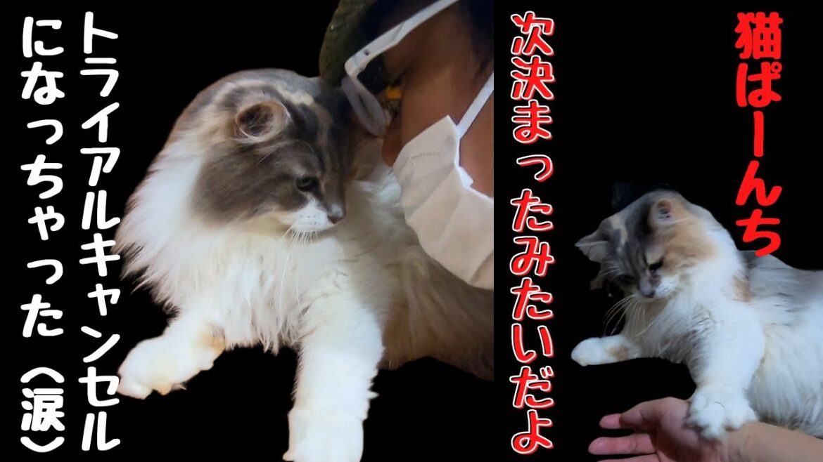 【珍しい猫】ダイリュートキャリコのノルウェージャンフォレストキャットはトライアルキャンセル(涙)(保護猫カフェ猫の木)十三駅unusual patterned norwegian forest cat 【珍しい猫】ダイリュートキャリコのノルウェージャンフォレストキャットはトライアルキャンセル(涙)(保護猫カフェ猫の木)十三駅unusual patterned norwegian forest cat