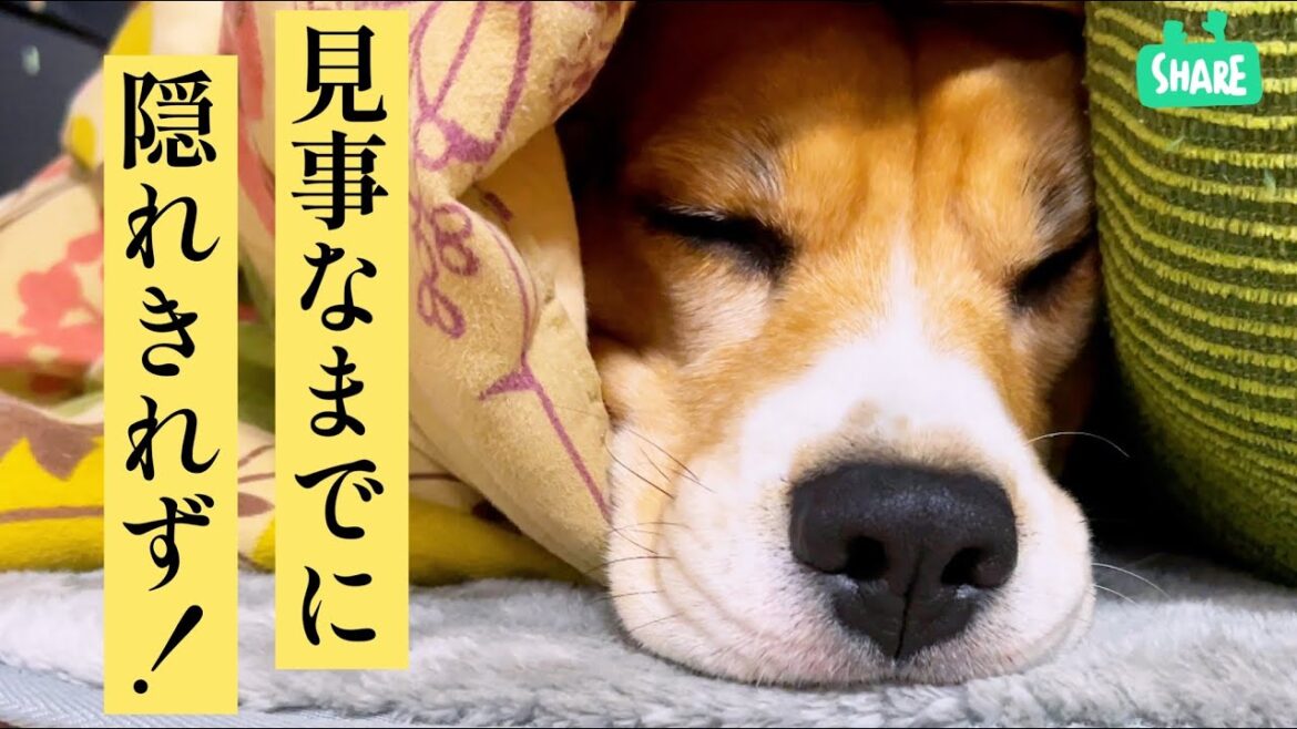 ビーグル犬　相変わらず隠れきれてない！