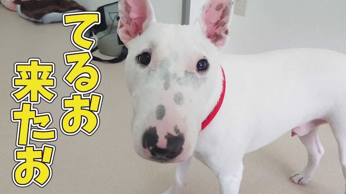 てるお、来たお。　🐶ひみつきちなう！#1🐶  (チワワ ミニチュアブルテリア ミニチュアシュナウザー ビションフリーゼ マルチーズ) 2020年6月15日