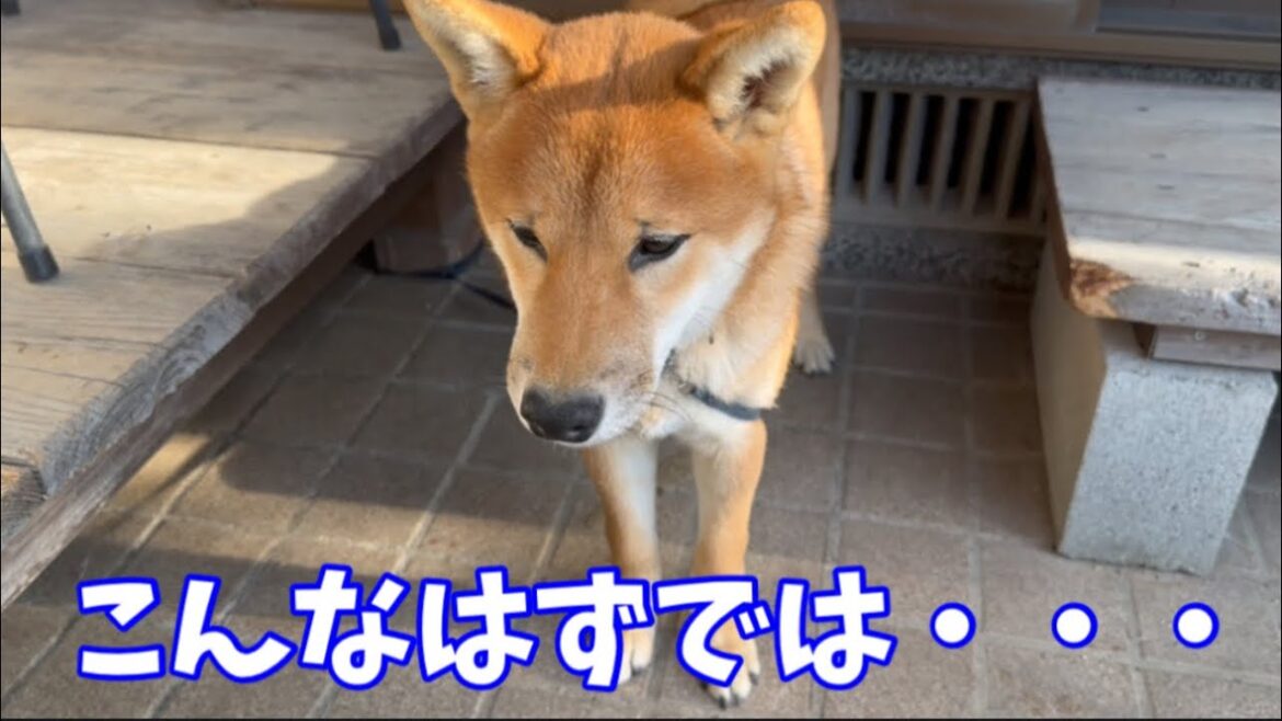 【柴犬】お利口さんにしているはずが‼まさかの行動！