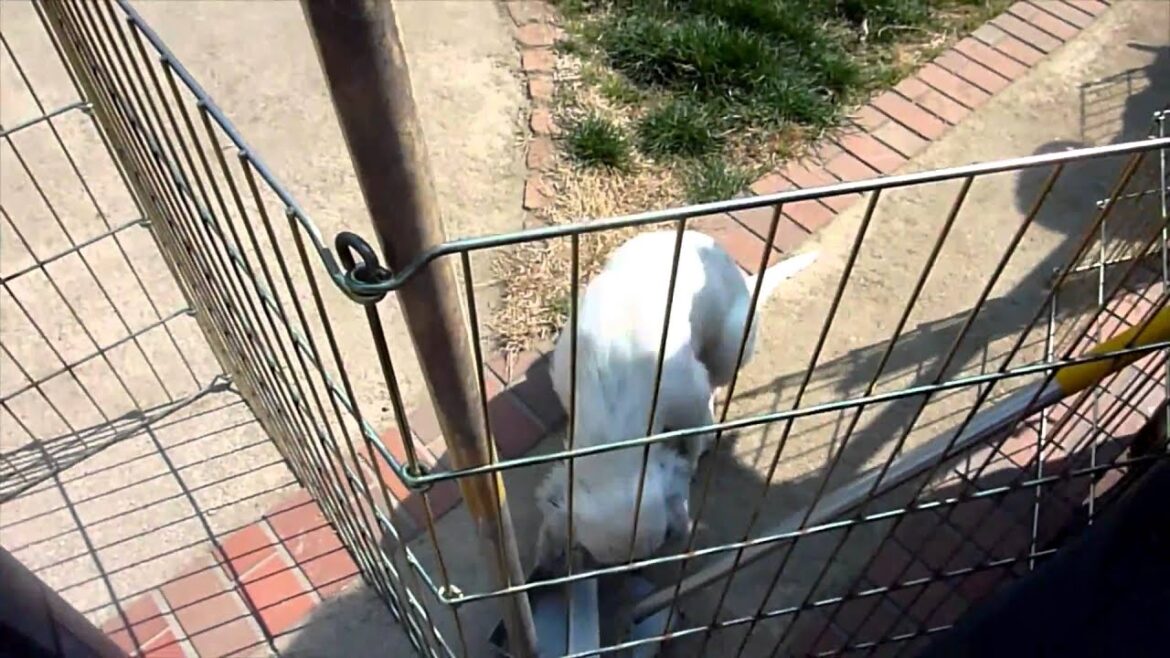 イングリッシュセター（ココア）の仔犬達